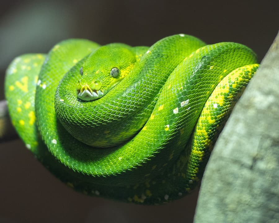 7 Best Pet Snakes For Beginners To Have WhatDeWhat
