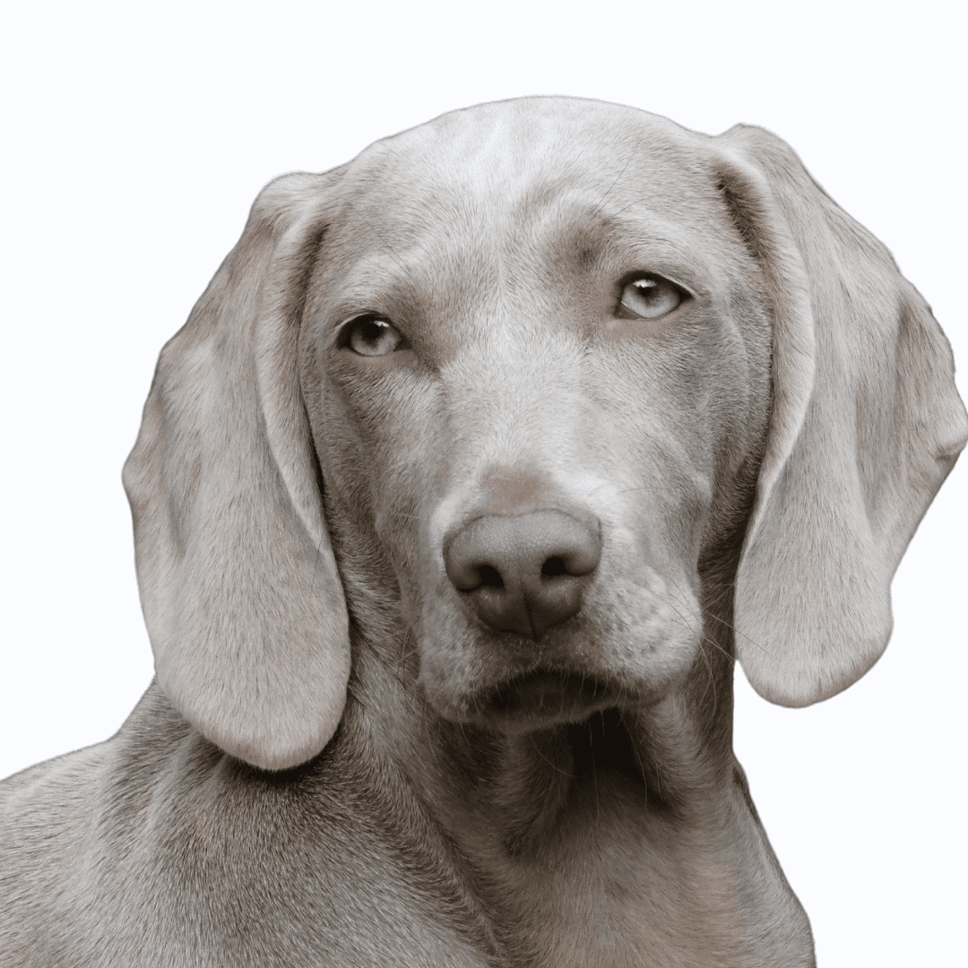 Weimaraner What Dog Breed