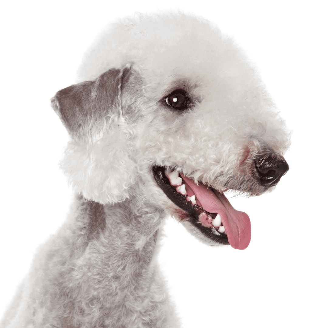 Bedlington Terrier What Dog Breed