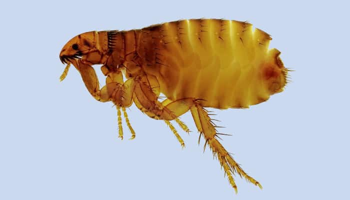Fleas Dream Spiritual Meaning and Interpretations What Dream Means