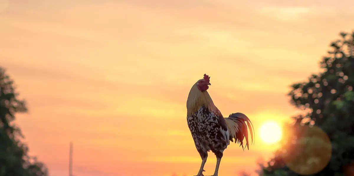 Rooster Spirit Animal, Totem, Symbolism and Meaning