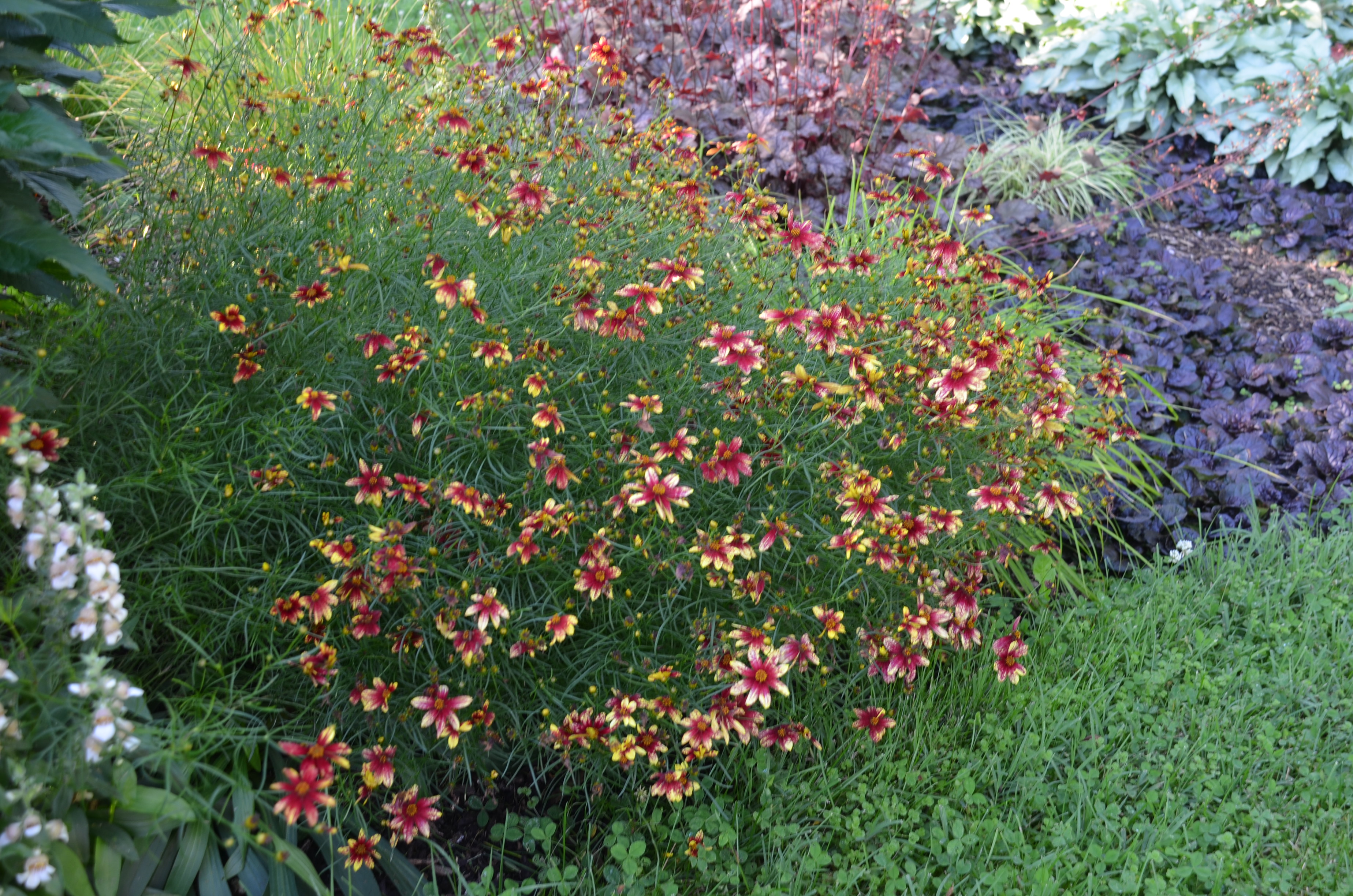 22+ Coreopsis Companion Plants KivaShinya