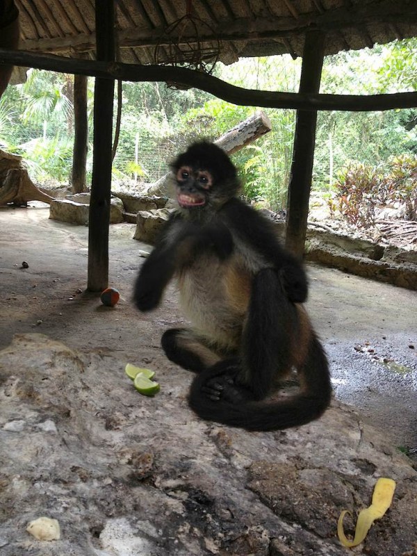 tulum monkey sanctuary what i do