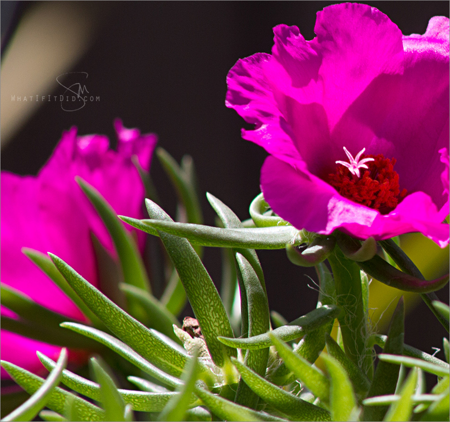watering plants in direct sun is ok What If It Did