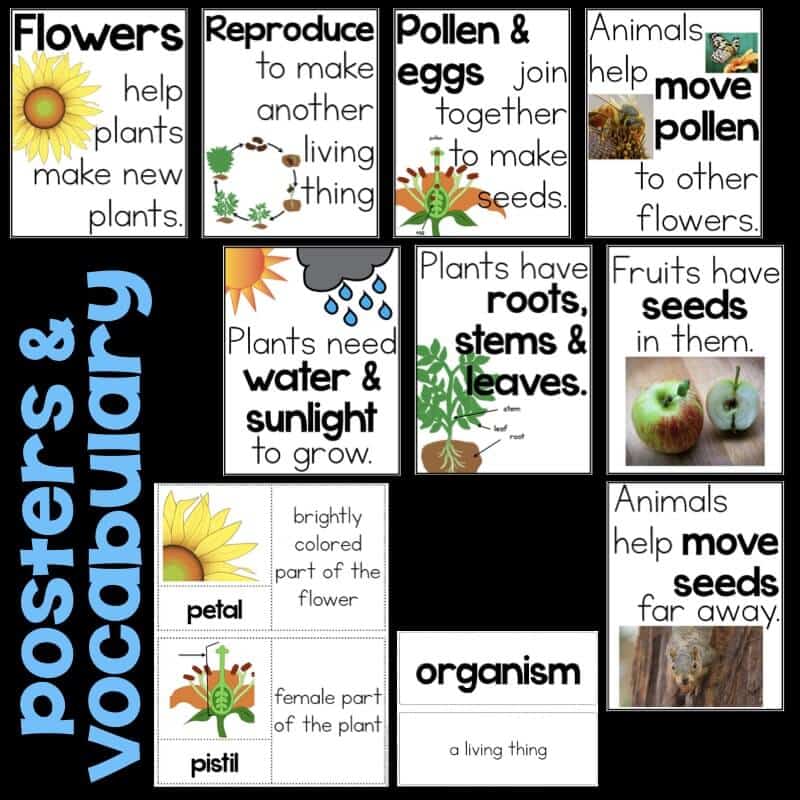 How Plants Grow and Reproduce and the Role of Pollinators