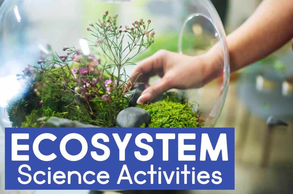 Handson Ecosystem Activities for Elementary Students