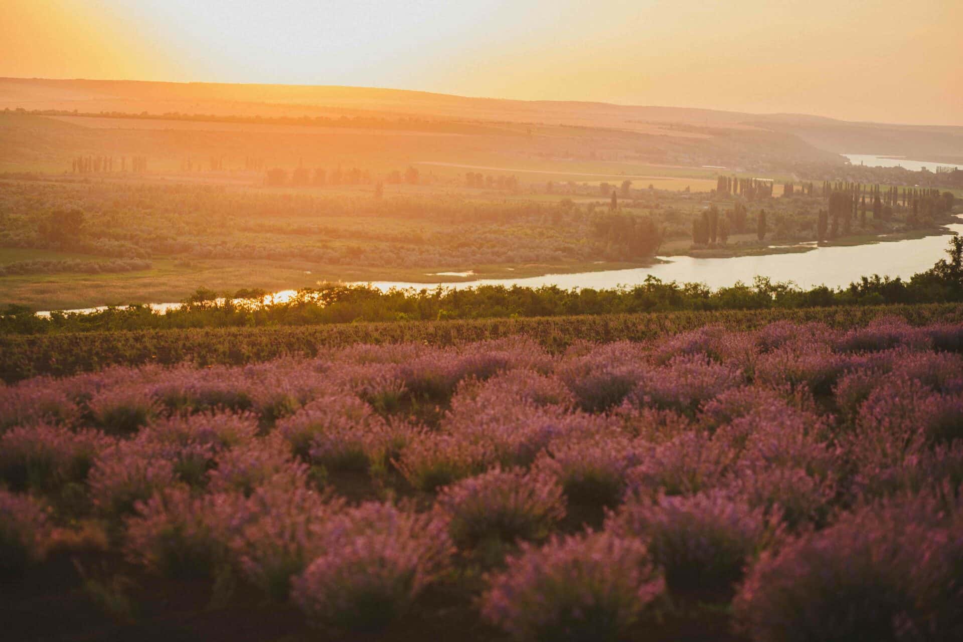 How Much Water Does Lavender Need