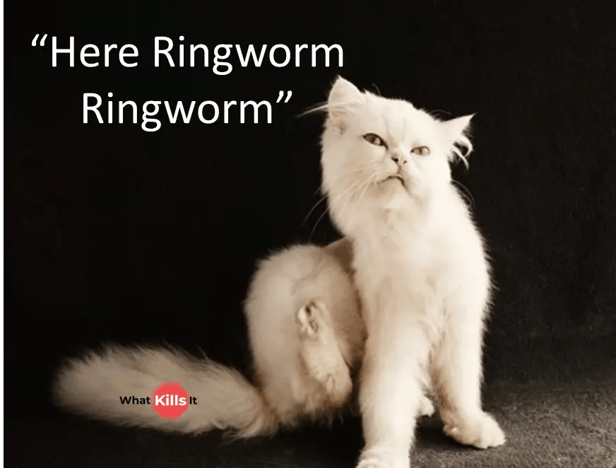 Can You Get Ringworm From Cats? (House Cat, Kittens, Strays)