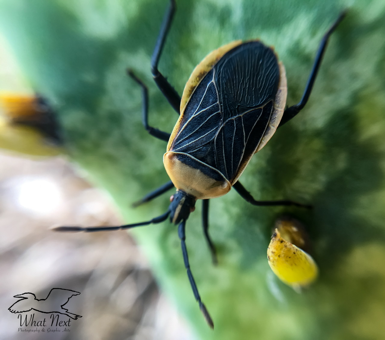 Who is the Cactus Bug? What Next Photography & Graphic Arts