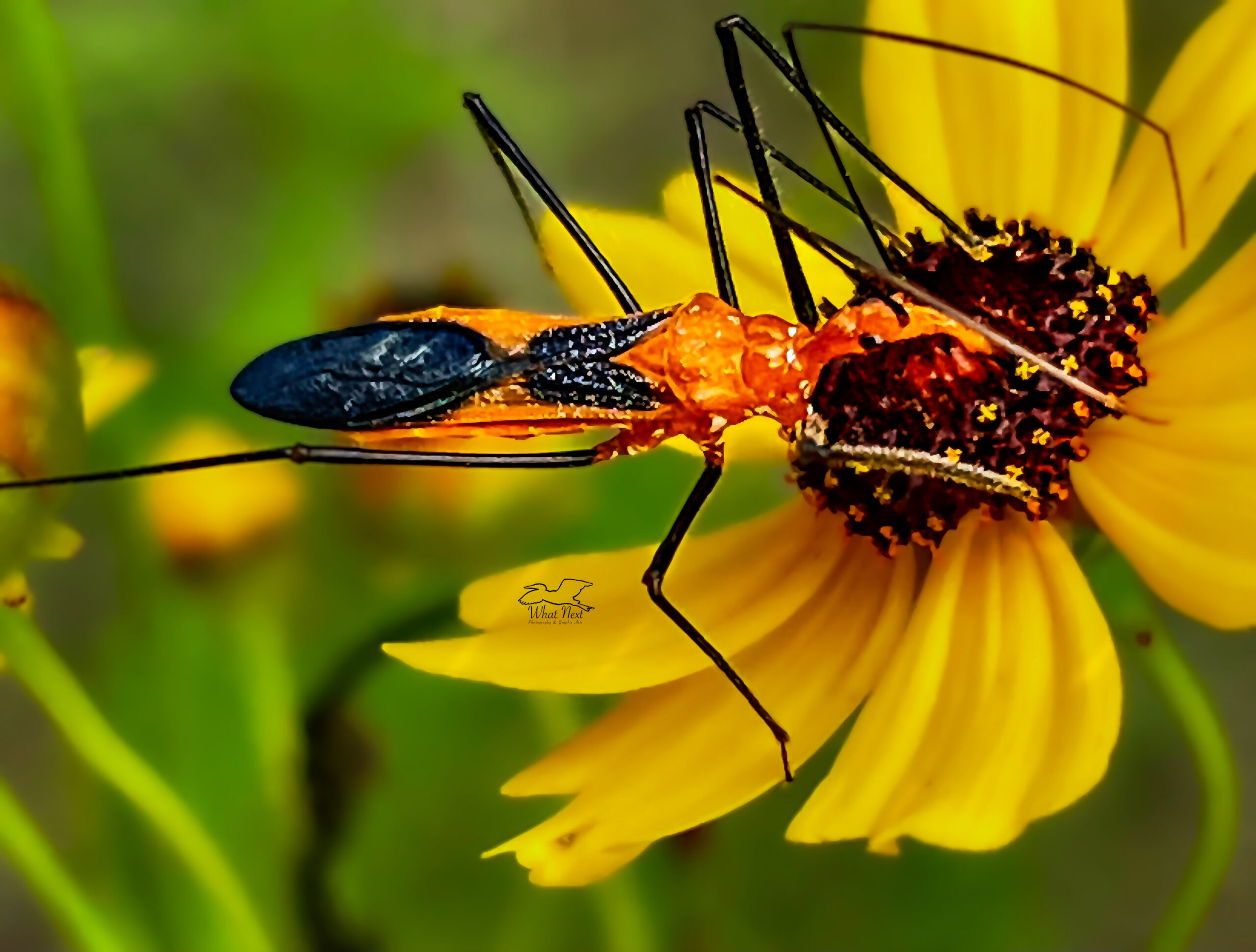 Milkweed Assassin Bugs are Great Hunters and Pest Controllers What