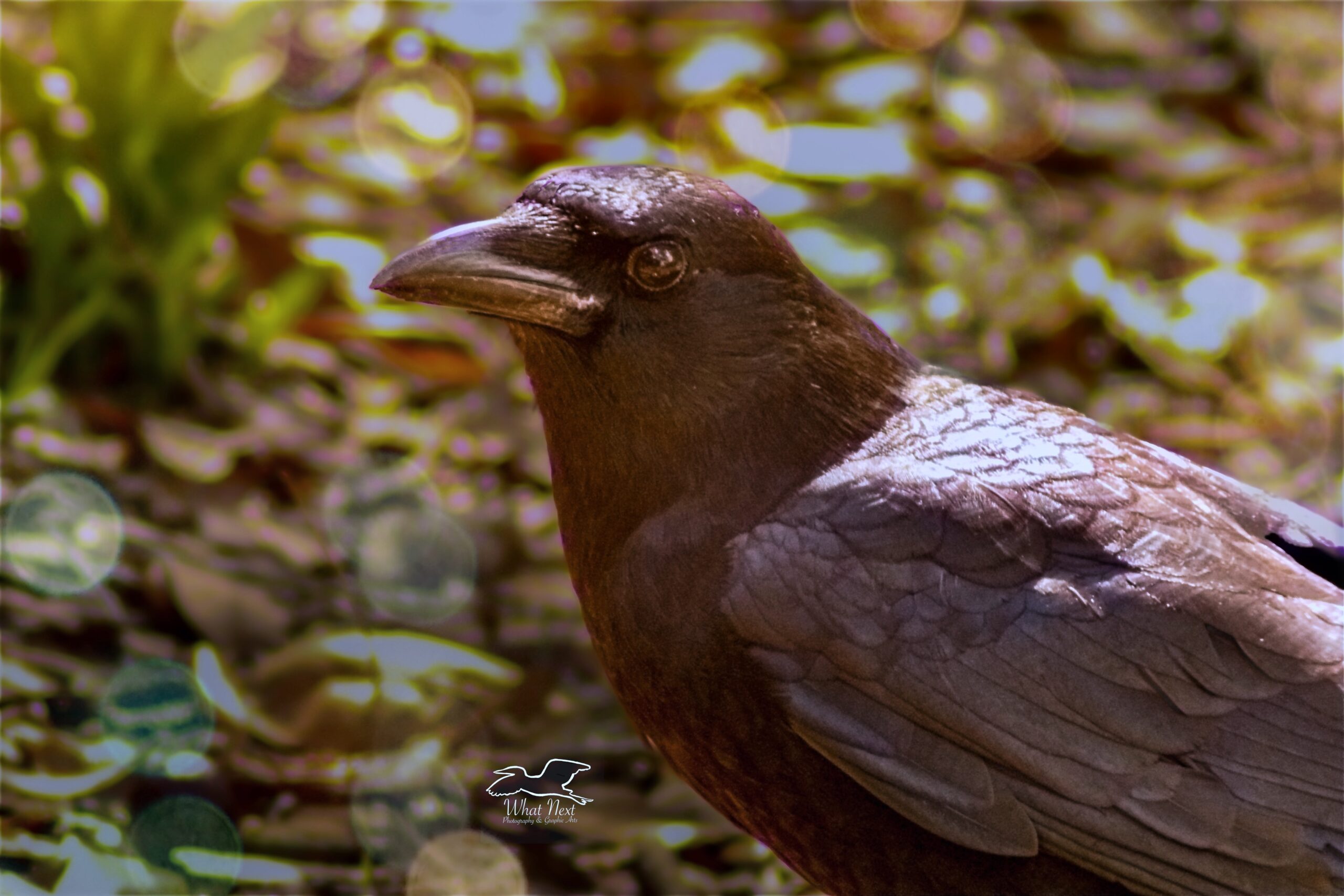 American Crows Love Fruit and Suet What Next Photography & Graphic Arts