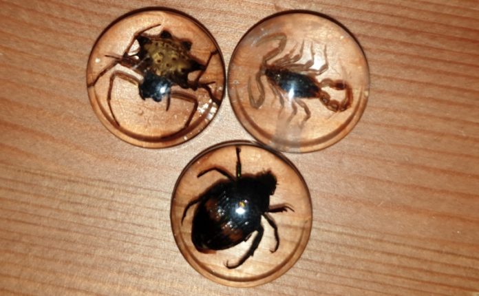 National Geographic Real Bug Dig Kit Review What's Good To Do