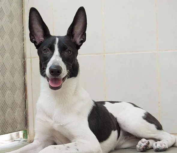 36 dogs and puppies in Dubai that need foster or forever homes What's On