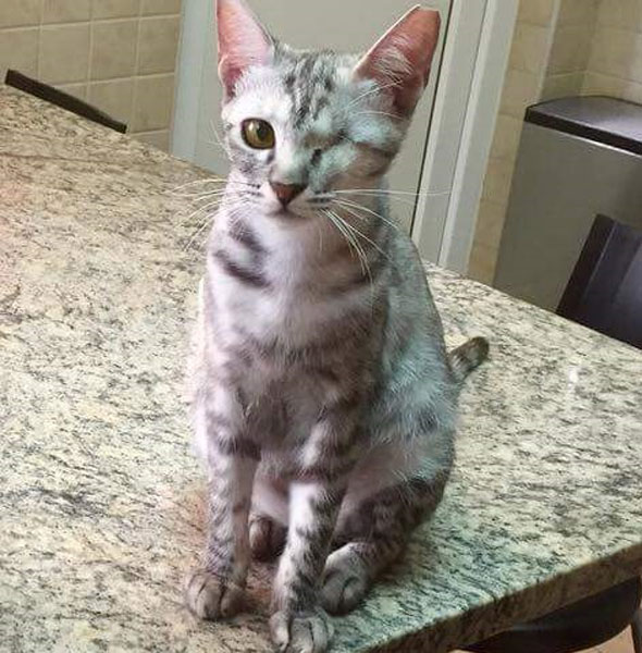 26 cats and kittens in Dubai that need forever homes