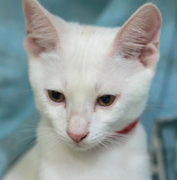 26 cats and kittens in Dubai that need forever homes