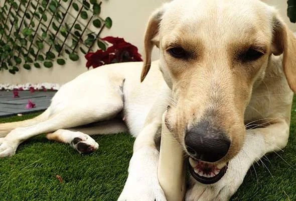 22 dogs and puppies looking for a foster or forever home