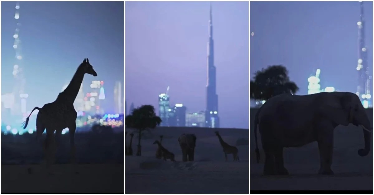 Sheikh Hamdan shares beautiful video of wildlife conservation in Dubai