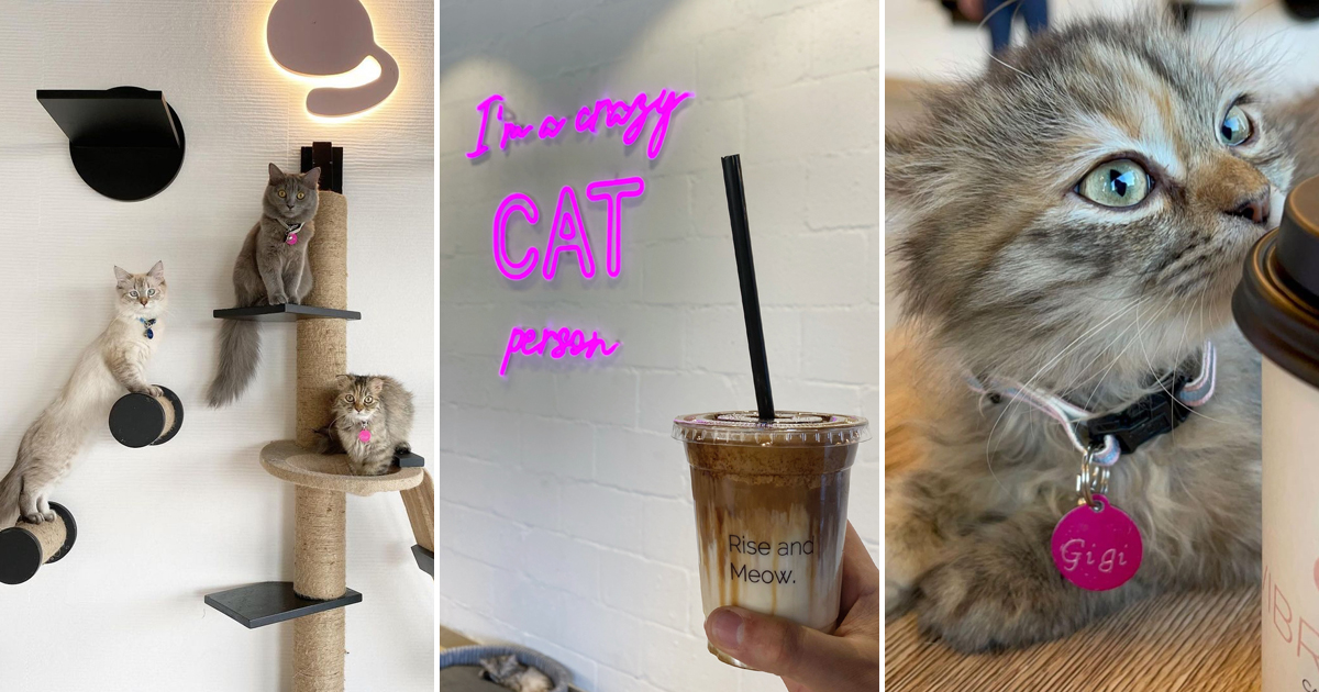 Cats And Coffee Shop / Cat Craft A Coffee Shop And Cat Lounge Three
