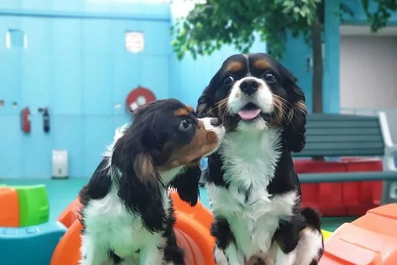6 pet kennels in Dubai that you can trust with your furry friends
