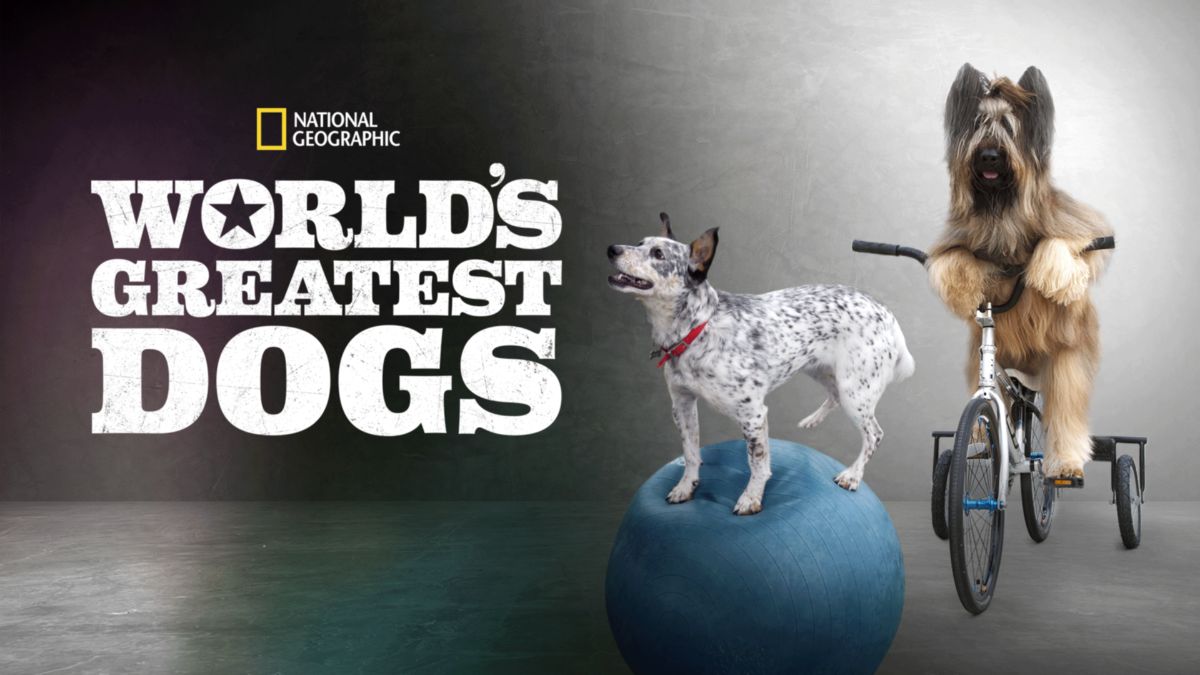 Top 20 "Dog" Movies & Shows Available On Disney+ What's