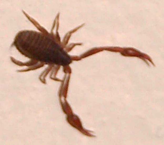 Pseudoscorpion What's That Bug?