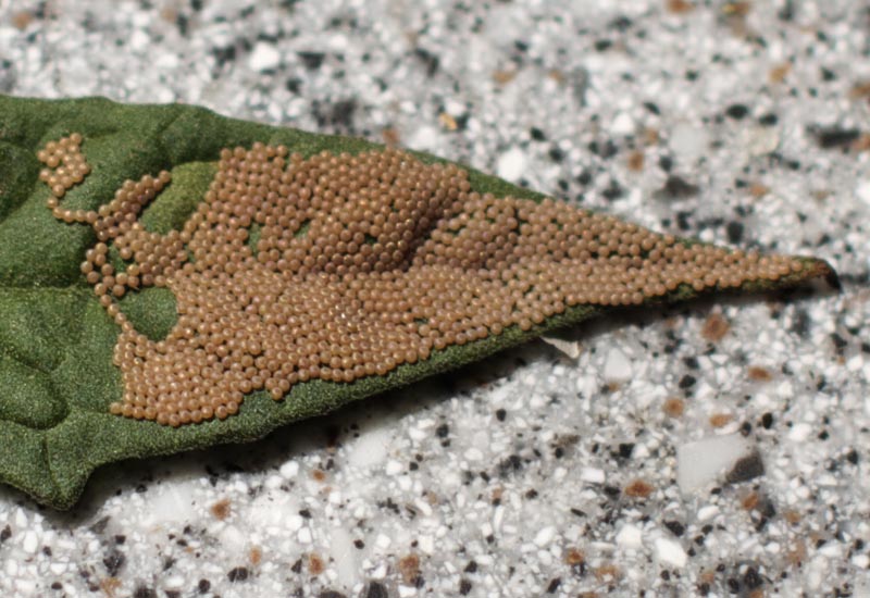 Unknown (Moth?) Eggs on Tomato Leaf What's That Bug?