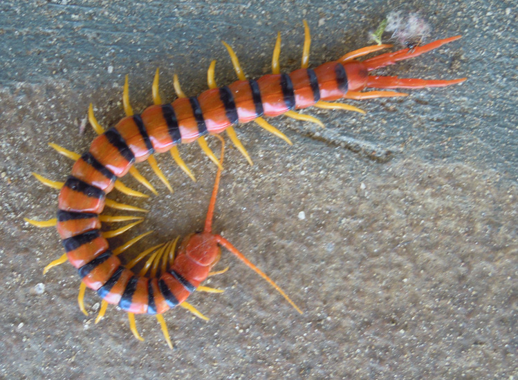 Tropical Centipede from Namibia Scolopendra morsitans What's That Bug?