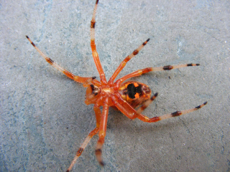 Pumpkin Spider What's That Bug?