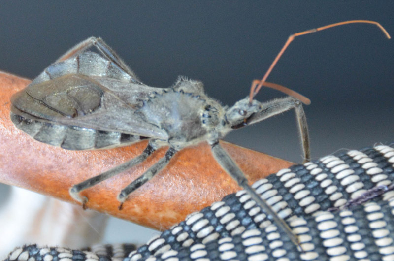 Wheel Bug called Stegosaurus Bug What's That Bug?