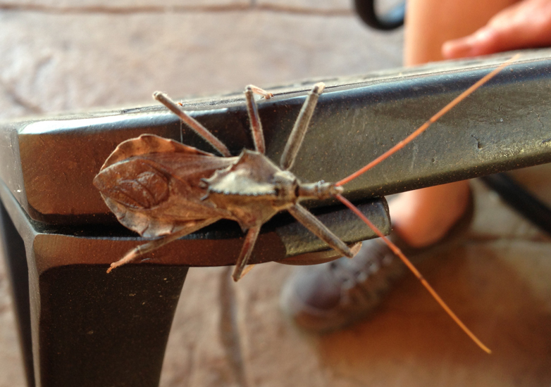 Wheel Bug What's That Bug?