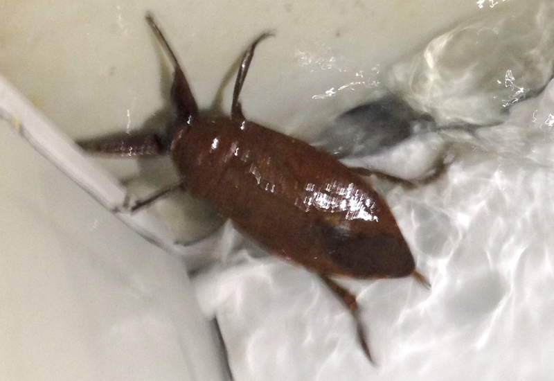 Aquatic Bugs Archives What's That Bug?