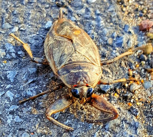 Toe Biters and other Aquatic True Bugs Archives What's That Bug?