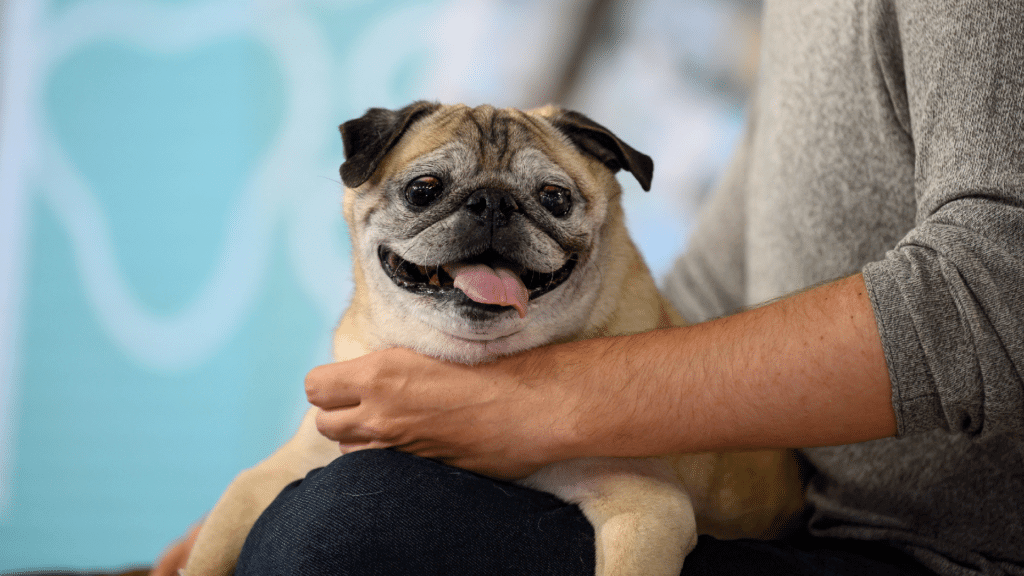 The “Bones or No Bones” Noodle the TikTok Pug Has Passed Away What's(05)