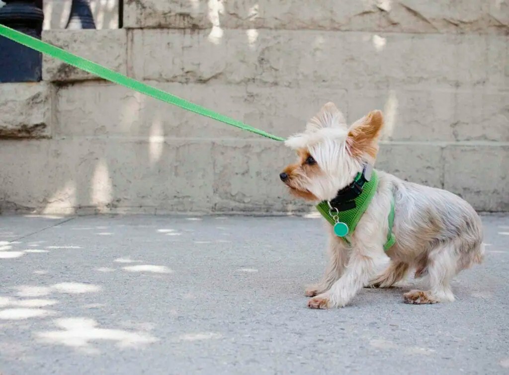 My Dog Won't Go On A Walk! What Do I Do? Spot and Tango