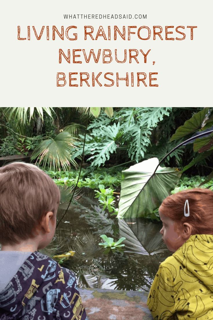 Living Rainforest Review Newbury, Berkshire What the Redhead said