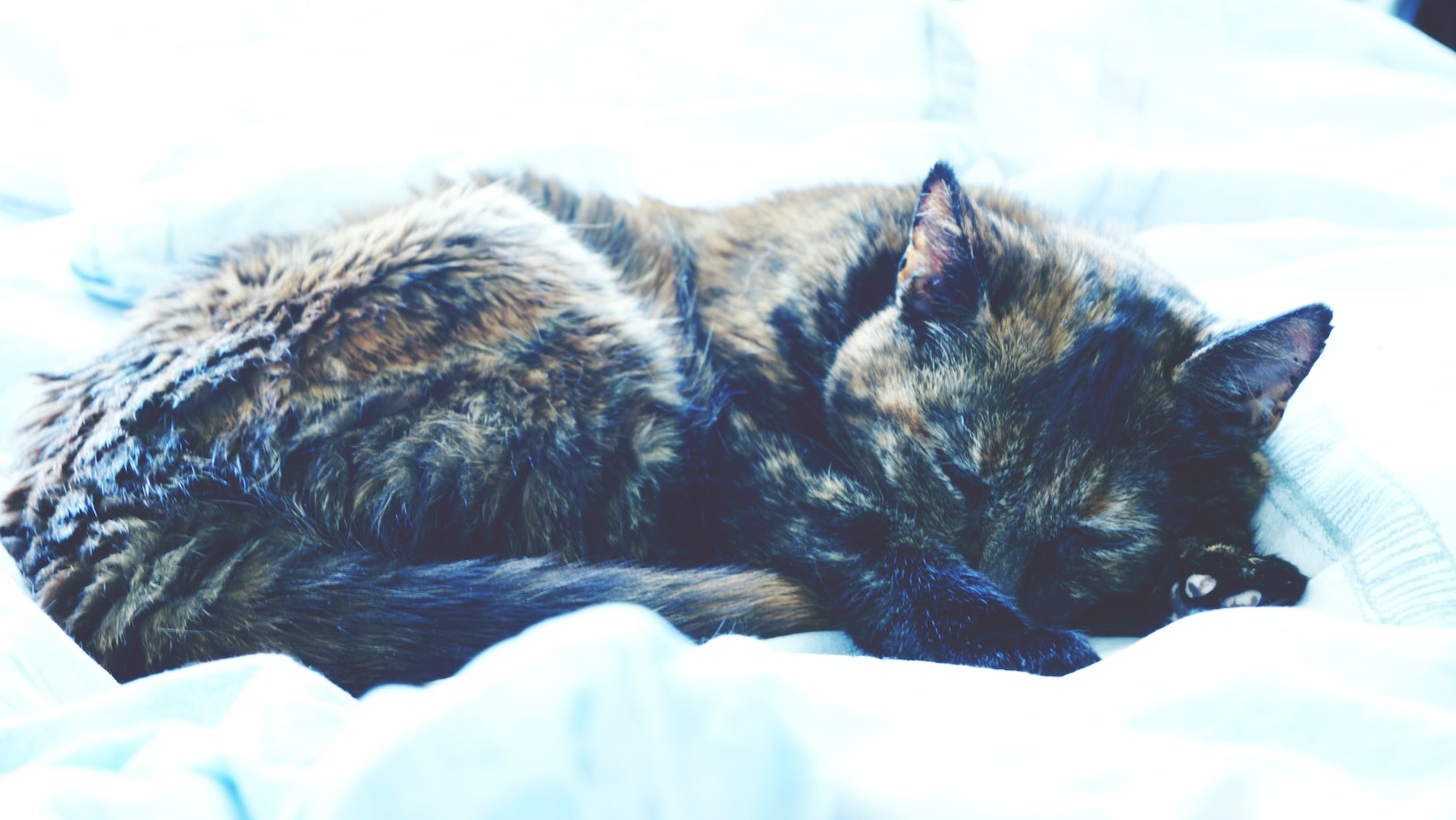 Why Does My Cat Sleep on My Pillow, Above My Head? Understanding Feline