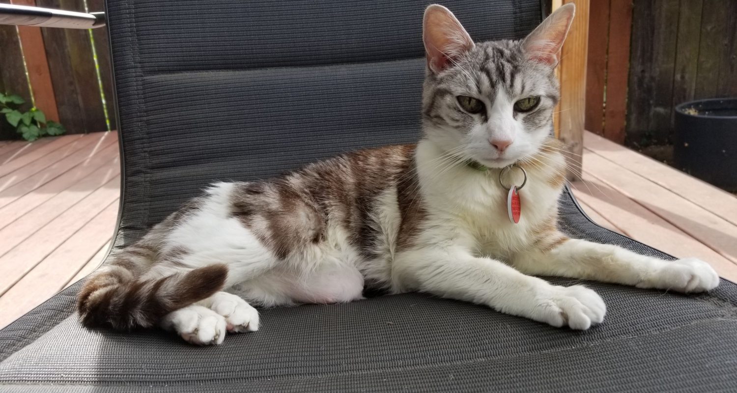 Does a supplement for cats help with joint pain?