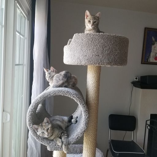 How do cats use space? Part 1 LaptrinhX / News