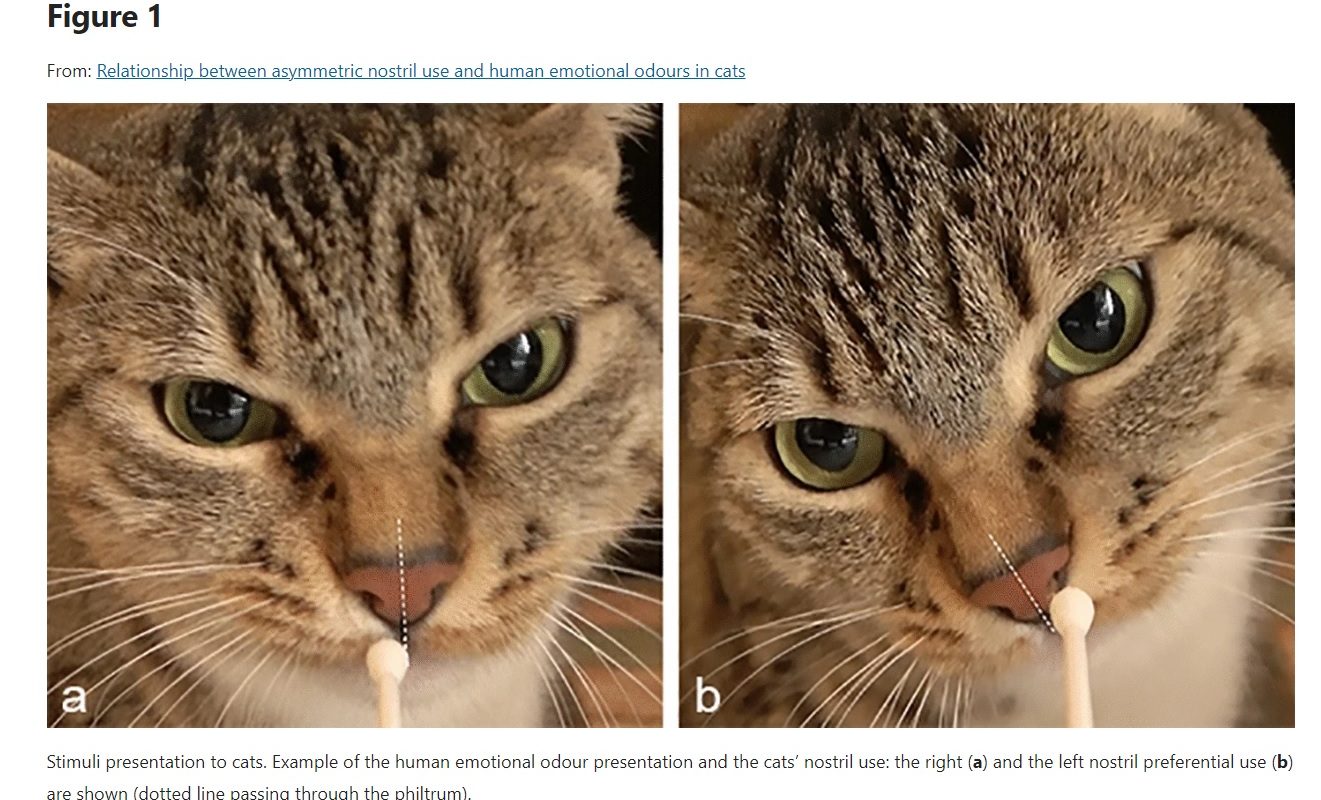 Can cats smell when you’re stressed?