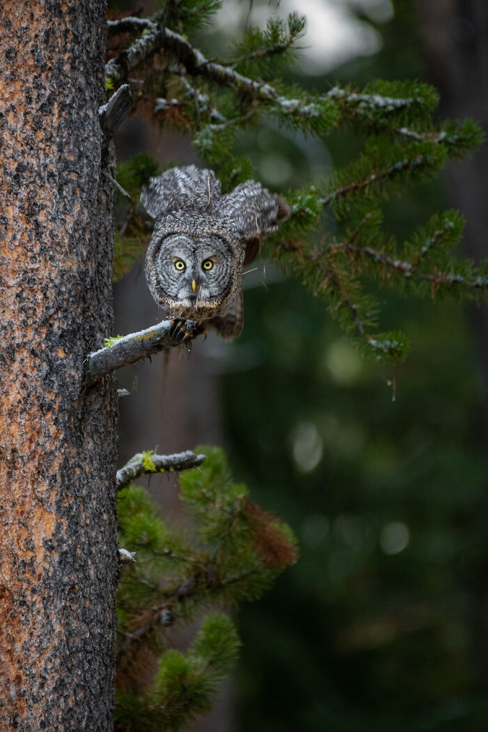 Owl Lands On This Photographer’s Lens, Ends Up Blending In Perfectly