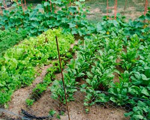 Orienting the Rows in Your Veggie Garden WHAV