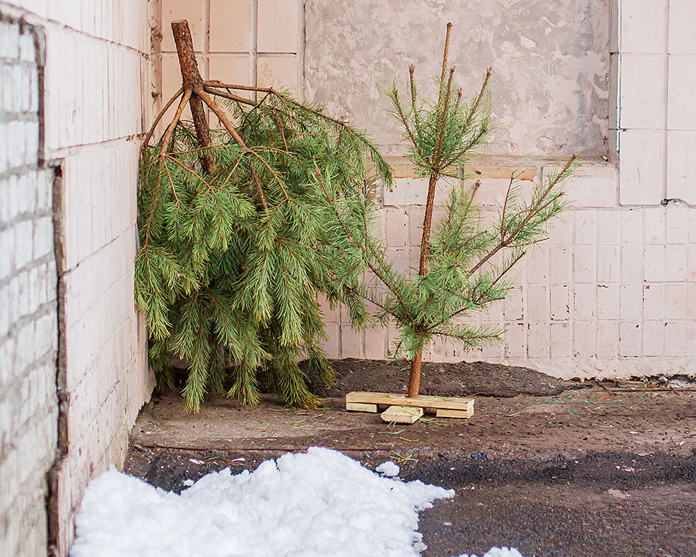 Christmas Tree Collection at Haverhill Curbsides This Saturday; No DropOffs This Year WHAVWHAV