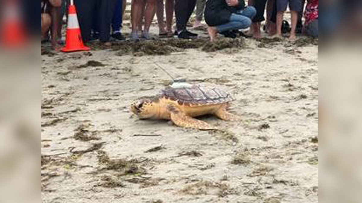 New England Aquarium releases four rehabilitated sea turtles into Cape