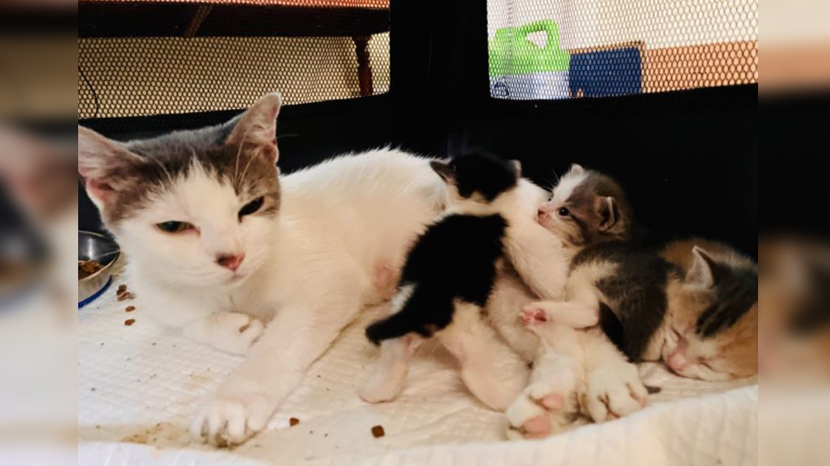 Some of the dozens of cats surrendered to Mass. shelter now ready for