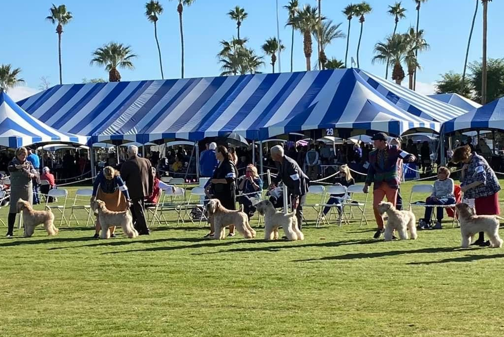 Exhibiting at Dog Shows