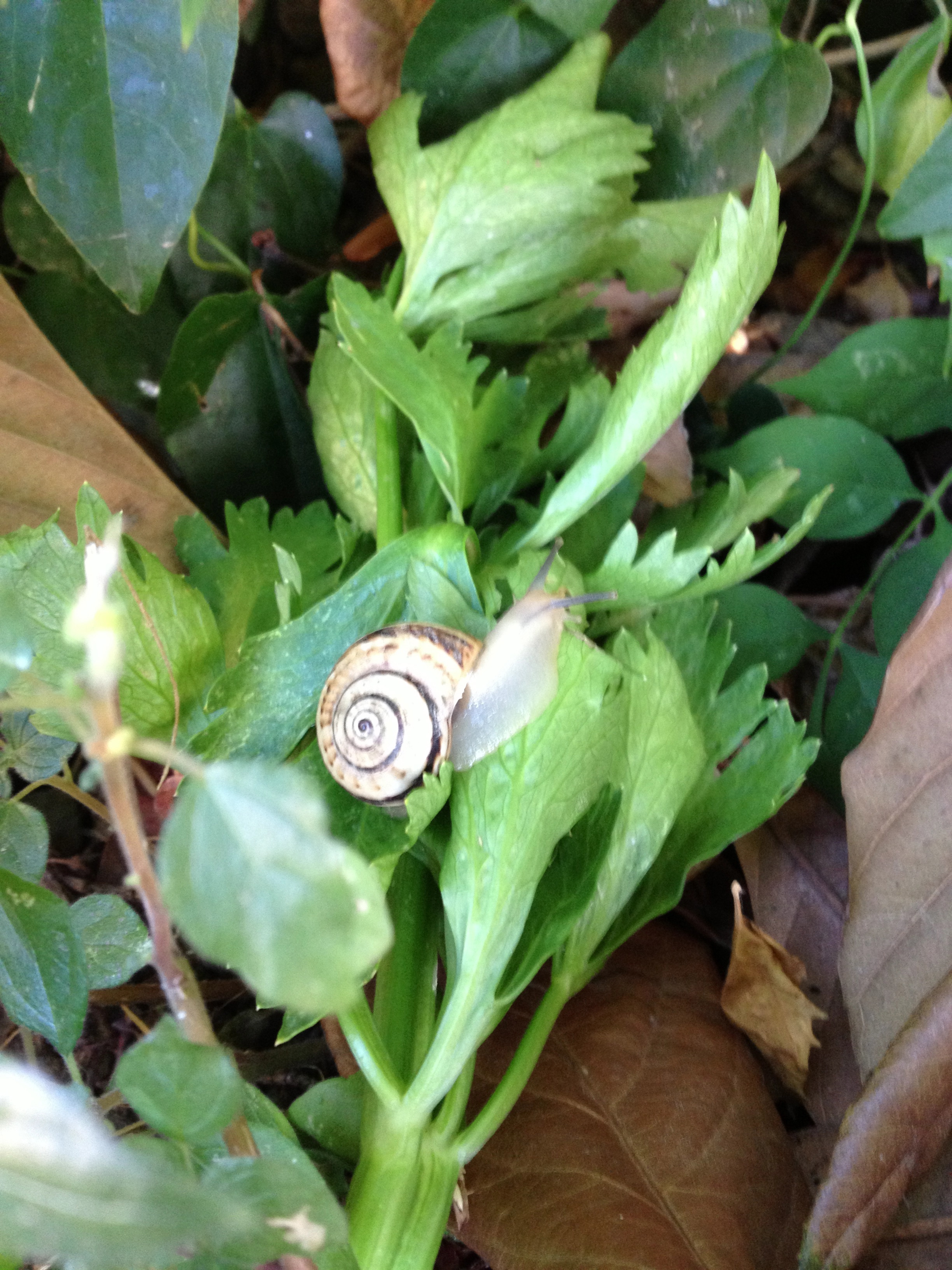 A Snail’s Place What it Means to Live Creative