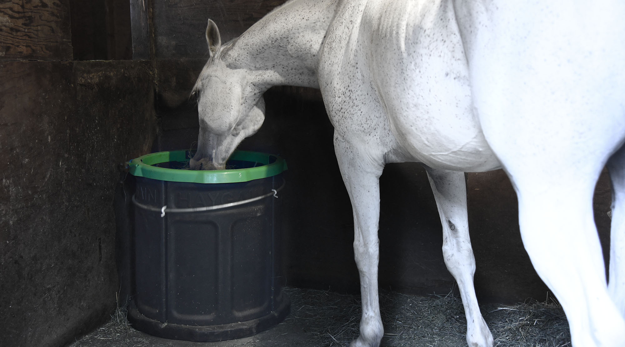 Benefits of SlowFeeders for Horses When It Clicks