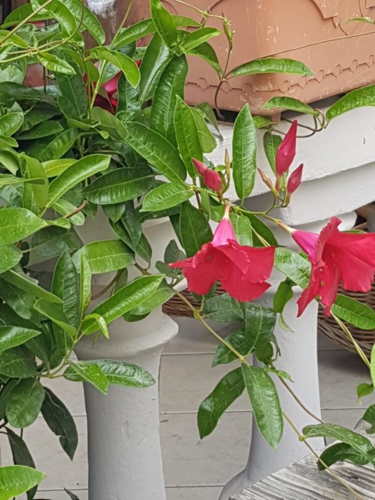 Landscaping Your Home in Aruba When in Aruba