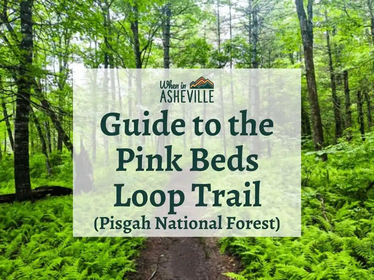 Black Balsam Knob A moderate hike with excellent views When In Asheville