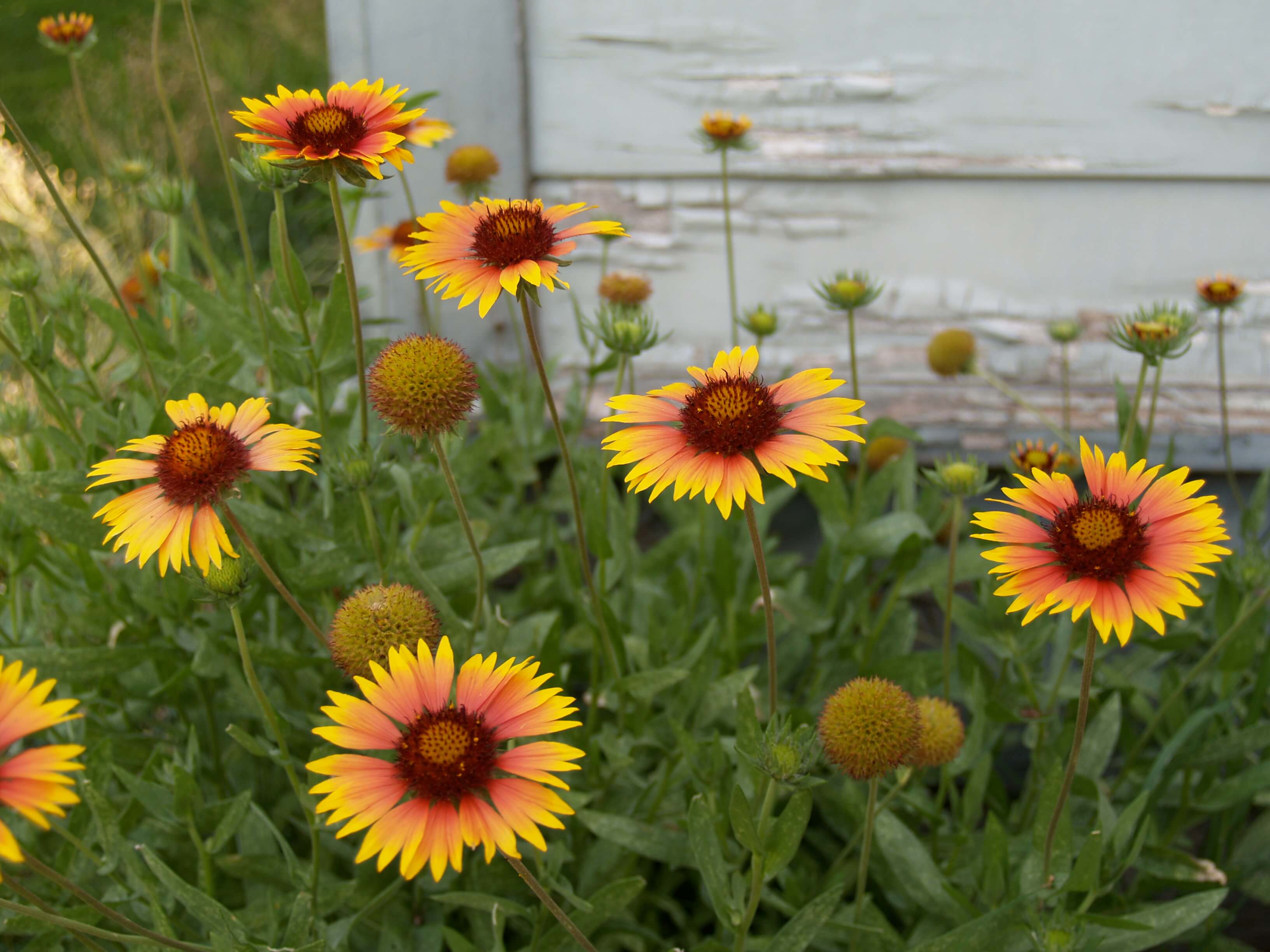 10 Pictures of Arizona Plants that Prove How Diverse the Environment Is